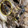 Ancistrocerus sp.